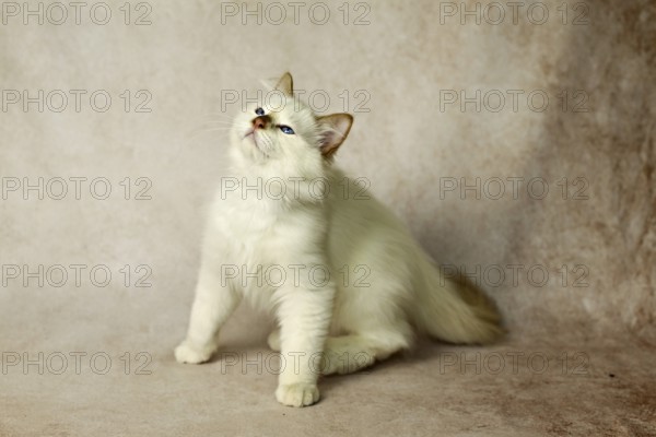 Purebred cat, Sacred Burmese, young male cat, Cinnamon-point