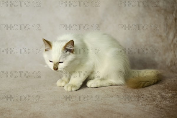Purebred cat, Sacred Burmese, young male cat, Cinnamon-point