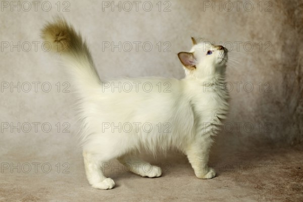 Purebred cat, Sacred Burmese, young male cat, Cinnamon-point