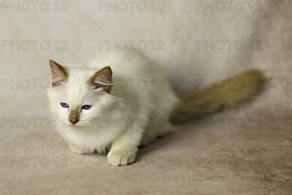 Purebred cat, Sacred Burmese, young male cat, Cinnamon-point