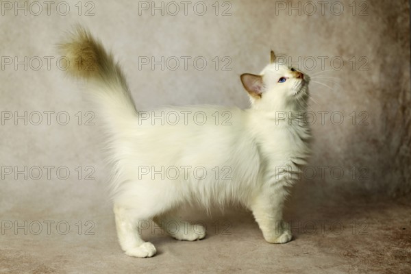 Purebred cat, Sacred Burmese, young male cat, Cinnamon-point
