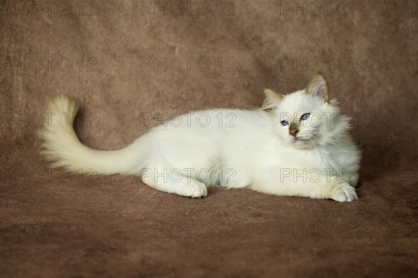 Purebred cat, Sacred Burmese, young male cat, Cinnamon-point