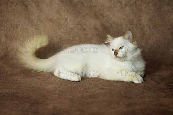Purebred cat, Sacred Burmese, young male cat, Cinnamon-point