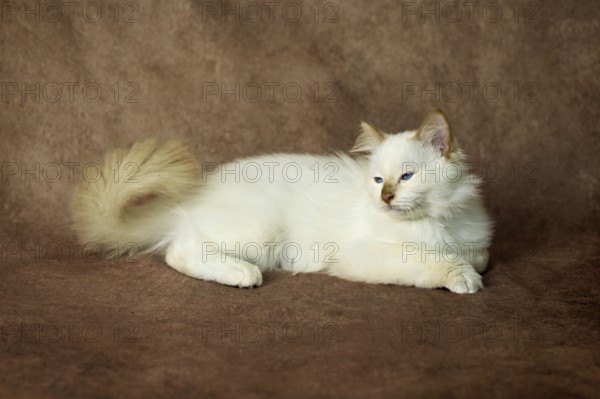 Purebred cat, Sacred Burmese, young male cat, Cinnamon-point