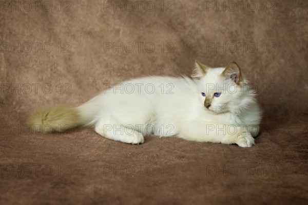 Purebred cat, Sacred Burmese, young male cat, Cinnamon-point