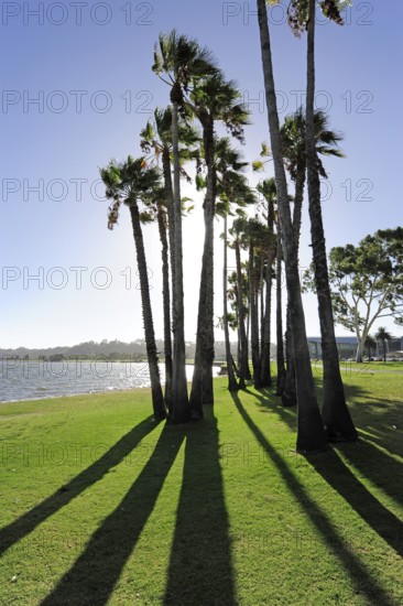 Palm trees by the Swan River, Central City Area, Perth, Western Australia, WA, Australia