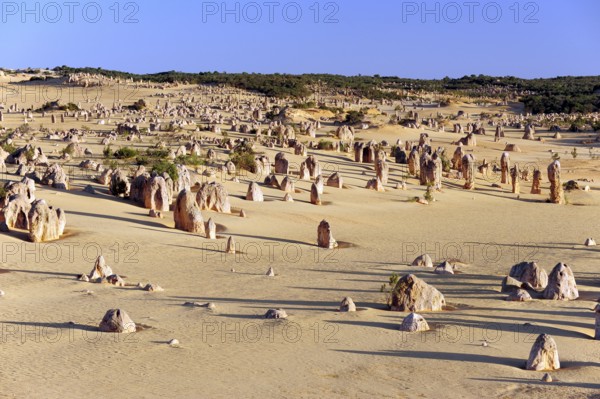 The Pinnacles, limestone pillars in the dunes, Nambung National Park near Cervantes, Perth, Western Australia, WA, Australia