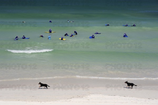 Surf lessons and two dogs on the beach near Lancelin, Perth, Western Australia, WA, Indian Ocean, Australia