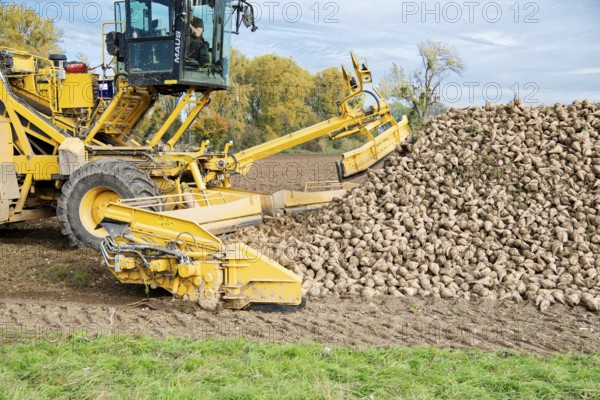 Beet (beta), beet harvest, loading machine picks up beet for loading onto lorry, North Rhine-Westphalia, Germany