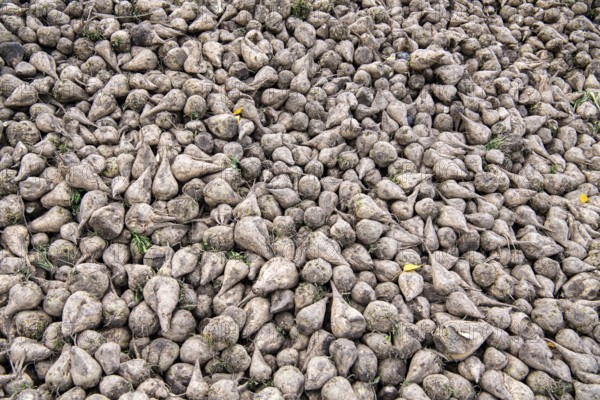 Beet (Beta), beet harvest, heap in close-up, North Rhine-Westphalia, Germany