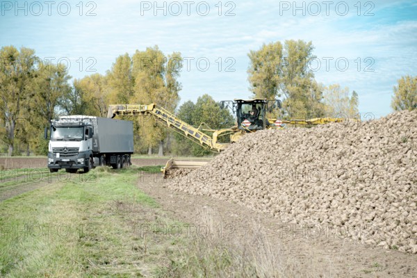 Beet (beta), beet harvest, loading machine loads beet onto lorry via a conveyor belt, North Rhine-Westphalia, Germany