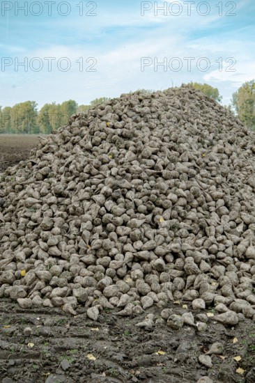 Beet (beta), beet harvest, mountain lying next to the field ready for transport after harvest, North Rhine-Westphalia, Germany