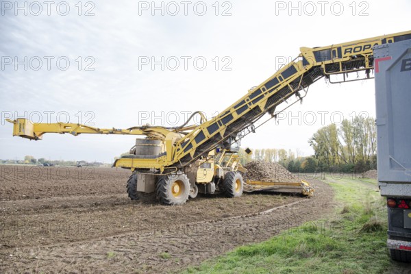 Beet (beta), beet harvest, loading machine loads beet onto lorry via a conveyor belt, North Rhine-Westphalia, Germany