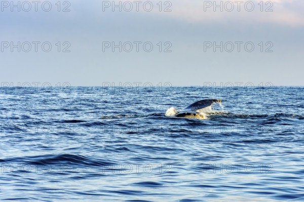 Whale fin emerging from the water during a dive in the waters of Ilhabela, Ilhabela, Sao Paulo, Brazil