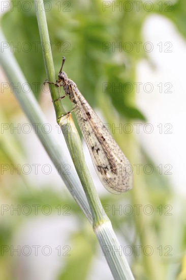 Antwren (Myrmeleontidae), sitting hidden in vegetation on a stalk, Lower Saxony, Germany