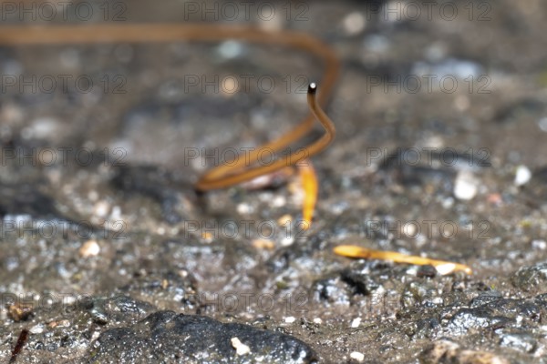 Horsehair worm (Gordioida), frontal on stone, North Rhine-Westphalia, Germany