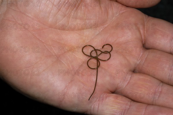 Horsehair worm (Gordioida), on hand, North Rhine-Westphalia, Germany