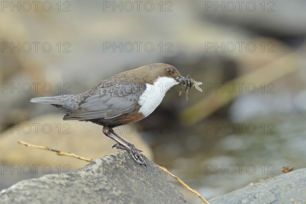 White-throated Dipper (Cinclus cinclus) standing with prey on a stone in the middle of a stream, the only native songbird that can also dive, wildlife, native nature, Wilnsdorf, North Rhine-Westphalia, Germany