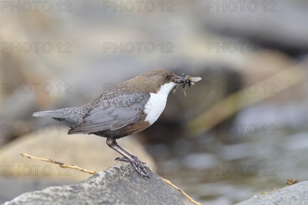 White-throated Dipper (Cinclus cinclus) standing with prey on a stone in the middle of a stream, the only native songbird that can also dive, wildlife, native nature, Wilnsdorf, North Rhine-Westphalia, Germany