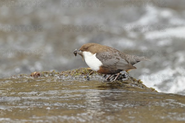 White-throated Dipper (Cinclus cinclus) standing with prey on a stone in the middle of a stream, the only native songbird that can also dive, wildlife, native nature, Wilnsdorf, North Rhine-Westphalia, Germany