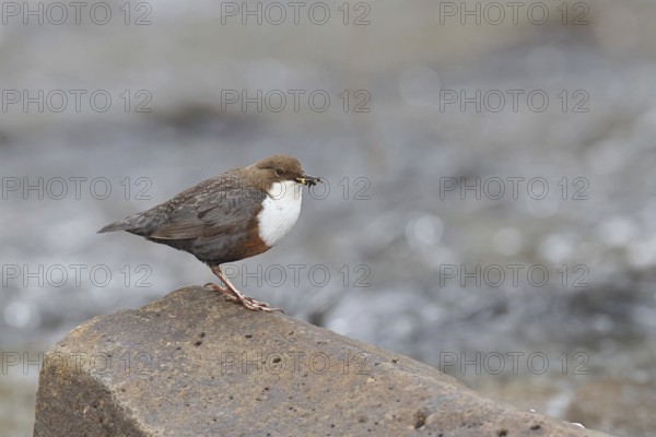 White-throated Dipper (Cinclus cinclus) standing with prey on a stone in the middle of a stream, the only native songbird that can also dive, wildlife, native nature, Wilnsdorf, North Rhine-Westphalia, Germany