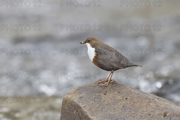 White-throated Dipper (Cinclus cinclus) standing with prey on a stone in the middle of a stream, the only native songbird that can also dive, wildlife, native nature, Wilnsdorf, North Rhine-Westphalia, Germany