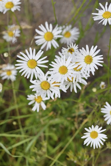 Daisy (Leucanthemum vulgare), several flowers in a meadow, close-up, macro, Wilnsdorf, North Rhine-Westphalia, Germany