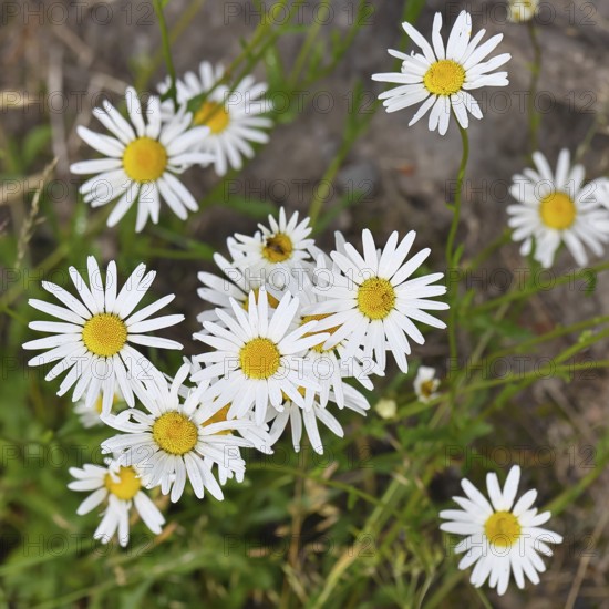 Daisy (Leucanthemum vulgare), several flowers in a meadow, close-up, macro, Wilnsdorf, North Rhine-Westphalia, Germany