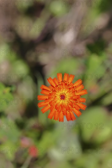 Orange hawkweed, orange-red hawkweed (Hieracium aurantiacum), flower on a rough meadow, Wilnsdorf, North Rhine-Westphalia, Germany