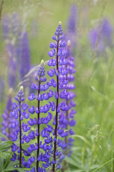 Large-leaved lupin, also known as perennial lupin (Lupinus polyphyllus), blue flower on a wild meadow, Wilnsdorf, North Rhine-Westphalia, Germany
