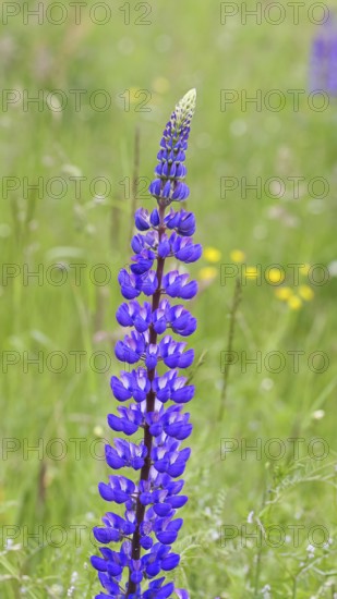 Large-leaved lupin, also known as perennial lupin (Lupinus polyphyllus), blue flower on a wild meadow, Wilnsdorf, North Rhine-Westphalia, Germany