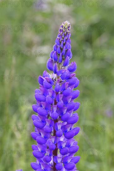 Large-leaved lupin, also known as perennial lupin (Lupinus polyphyllus), blue flower on a wild meadow, Wilnsdorf, North Rhine-Westphalia, Germany