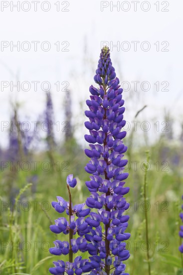 Large-leaved lupin, also known as perennial lupin (Lupinus polyphyllus), blue flower on a wild meadow, Wilnsdorf, North Rhine-Westphalia, Germany