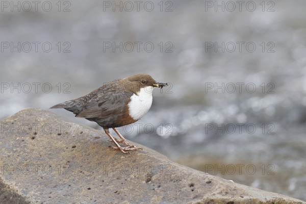 White-throated Dipper (Cinclus cinclus) standing with prey on a stone in the middle of a stream, the only native songbird that can also dive, wildlife, native nature, Wilnsdorf, North Rhine-Westphalia, Germany