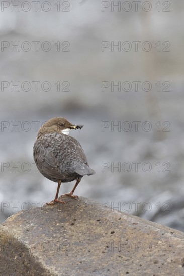 White-throated Dipper (Cinclus cinclus) standing with prey on a stone in the middle of a stream, the only native songbird that can also dive, wildlife, native nature, Wilnsdorf, North Rhine-Westphalia, Germany