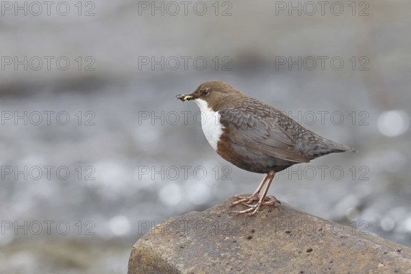 White-throated Dipper (Cinclus cinclus) standing with prey on a stone in the middle of a stream, the only native songbird that can also dive, wildlife, native nature, Wilnsdorf, North Rhine-Westphalia, Germany