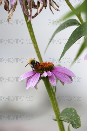 A bee sits on a flower of Echinacea purpurea