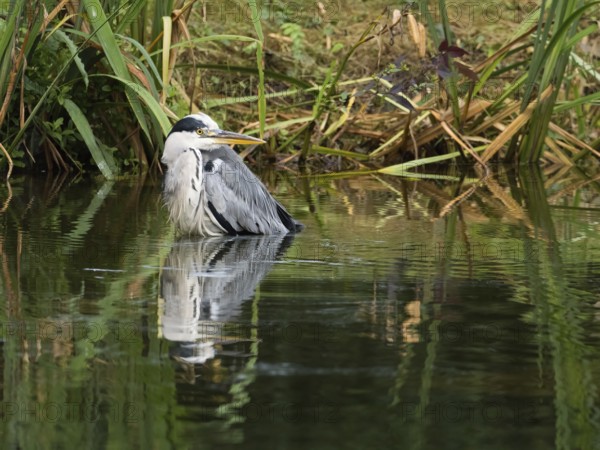 A grey heron (Ardea cinerea) stands in the water, the surrounding reeds give a relaxed impression, Hesse, Germany