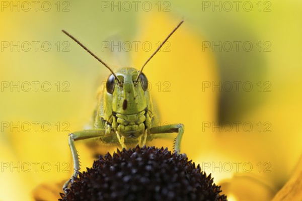 Marsh grasshopper (Stethophyma grossum) sitting on a yellow flower, yellow coneflower (Echinacea paradoxam), photographed in macro format, with blurred background, Hesse, Germany