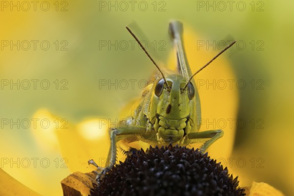 Close-up of a marsh grasshopper (Stethophyma grossum) on a yellow flower, yellow coneflower (Echinacea paradoxa), with blurred background, Hesse, Germany