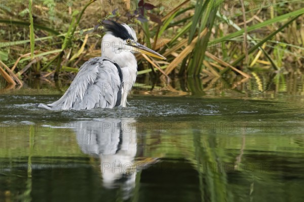 A grey heron (Ardea cinerea) stands in a lively pose in the water, surrounded by reeds, Hesse, Germany