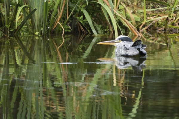A grey heron (Ardea cinerea) lies quietly in the water, surrounded by reeds, the scene appears peaceful, Hesse, Germany