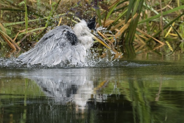 A grey heron (Ardea cinerea) moves in the water, splashing around and creating lively water droplets, Hesse, Germany