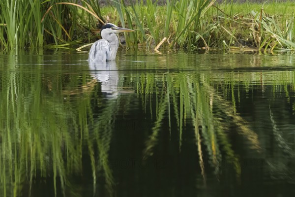 A grey heron (Ardea cinerea) stands in the water surrounded by reeds. The atmosphere is calm and reflective, Hesse, Germany