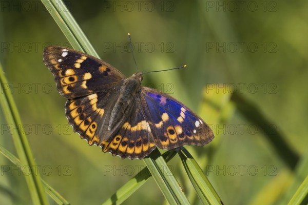 A Lesser purple emperor (Apatura lilia) with spread wings sitting on a reed, surrounded by natural background, Hesse, Germany