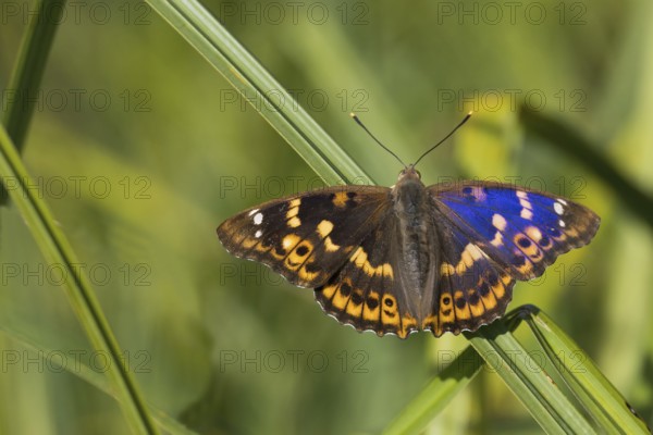 A Lesser purple emperor (Apatura lilia) on a reed stalk with spread wings, colourful and vividly depicted, Hesse, Germany