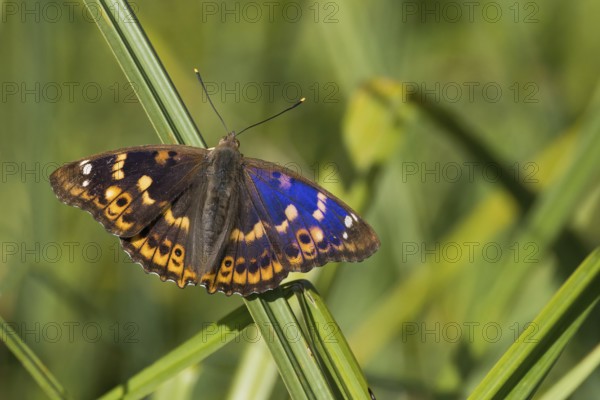 A Lesser purple emperor (Apatura lilia) resting on a reed, surrounded by a green background, showing its patterned wings, Hesse, Germany