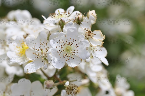 Bibernell rose (Rosa spinosissima L., syn.: Rosa pimpinellifolia L.), also called dune rose, earth rose, field rose, oat rose, prickly rose, spiky rose and rock rose, is one of the oldest wild rose species, dog rose, flowers on a bush, Wilnsdorf, North Rhine-Westphalia, Germany