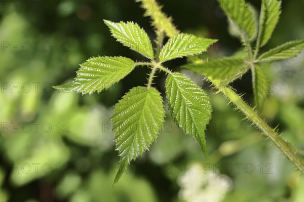 Blackberries (Rubus sectio Rubus), leaves and thorns on a vine, close-up, Wilnsdorf, North Rhine-Westphalia, Germany