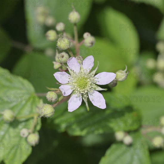 Blackberries (Rubus sectio Rubus), blossom on the bush, close-up, Wilnsdorf, North Rhine-Westphalia, Germany